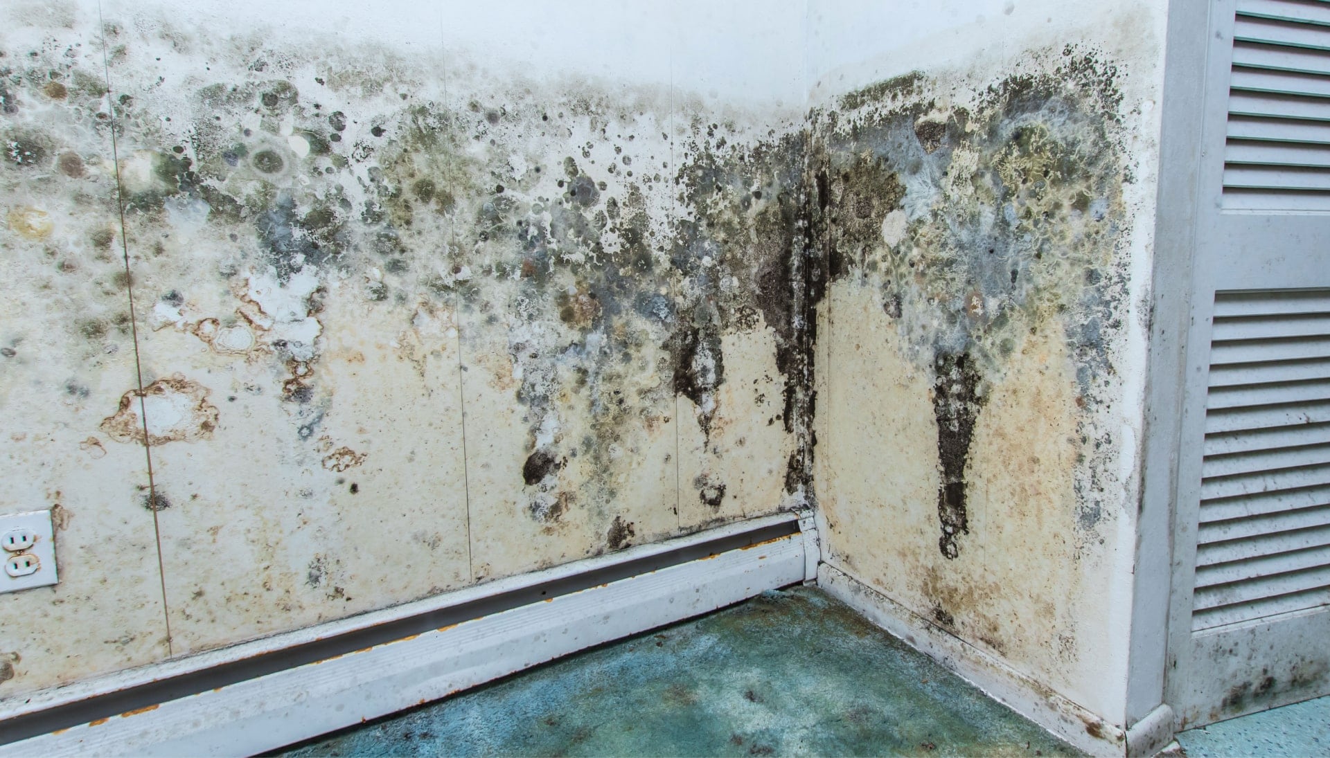 Professional mold removal, odor control, and water damage restoration service in Bellevue, Washington.